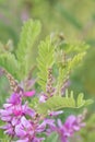 True indigo Indigofera tinctoria, flowering